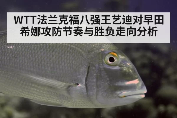WTT法兰克福八强王艺迪对早田希娜攻防节奏与胜负走向分析